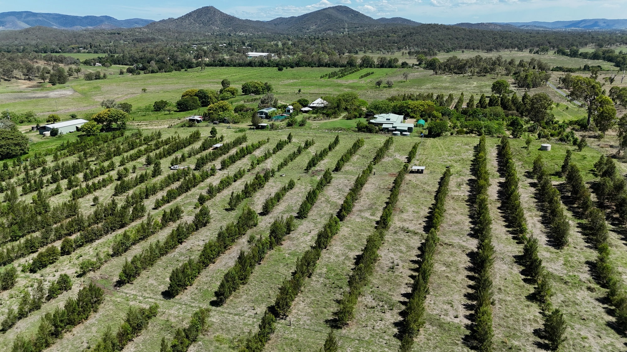 Aerial view of syntropic tree rows on a farm